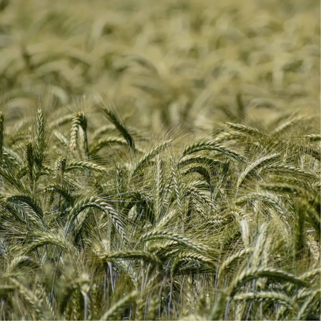 Zollinger Product Photos (8).webp