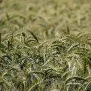 Zollinger Product Photos (8).webp