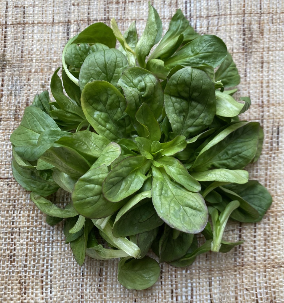 [AA-2485-00] Rampon 'Grote Noordhollandse'_ (3).jpg