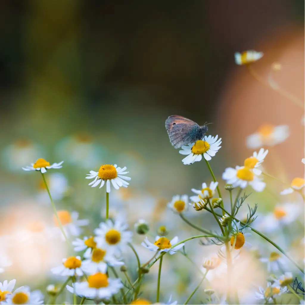 Zollinger Product Photos (5).webp