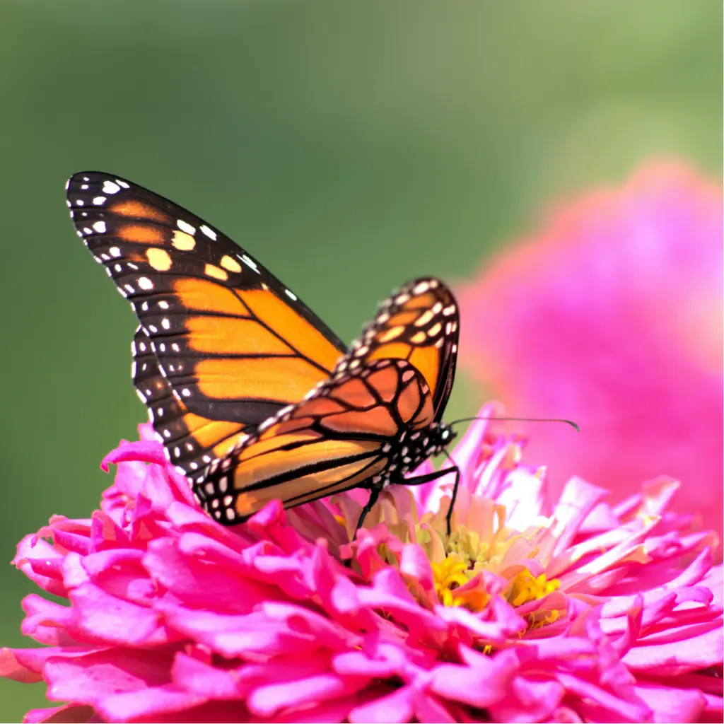 Zollinger Product Photos (4).webp