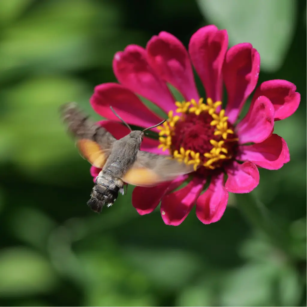 Zollinger Product Photos (6).webp