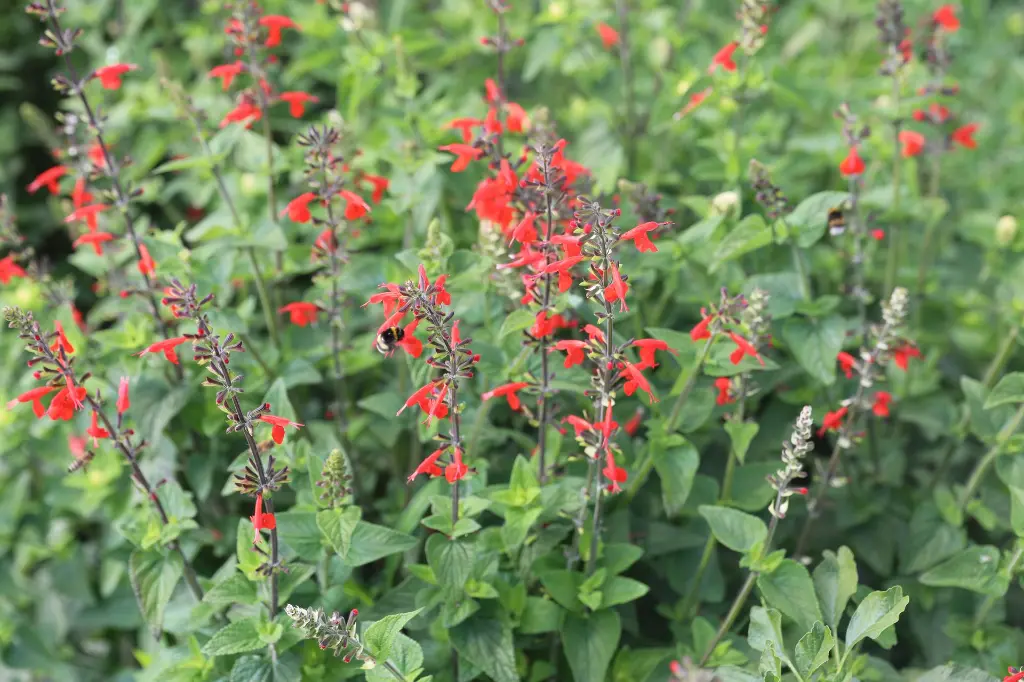 Sauge Ecarlate, Petite Flamme.webp