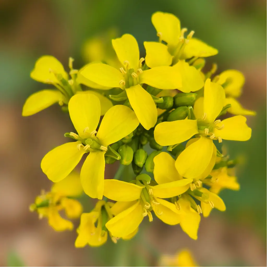 Zollinger Product Photos (2).webp