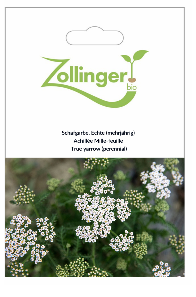 Sachet recto Achillée Mille-feuille