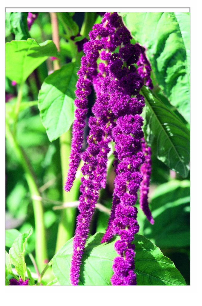 Sachet recto Amarante Ornementale, Flèches de Cupidon