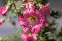 Rose Trémière, Mélange (plante bisannuelle ou vivace)