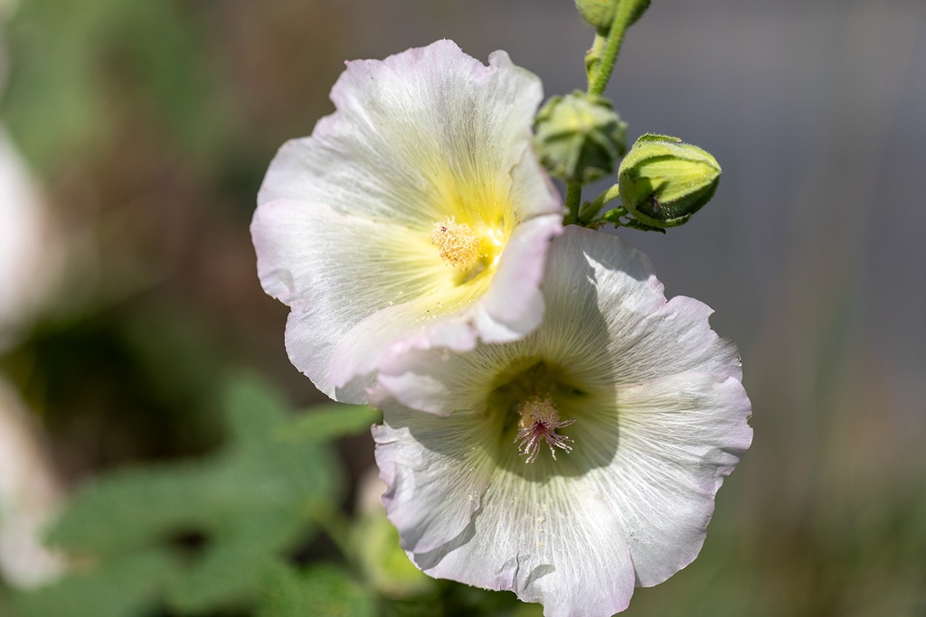 Rose Trémière, Mélange (plante bisannuelle ou vivace)