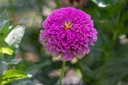 Zinnia, Simple mélange Sélection Z (plante annuelle)