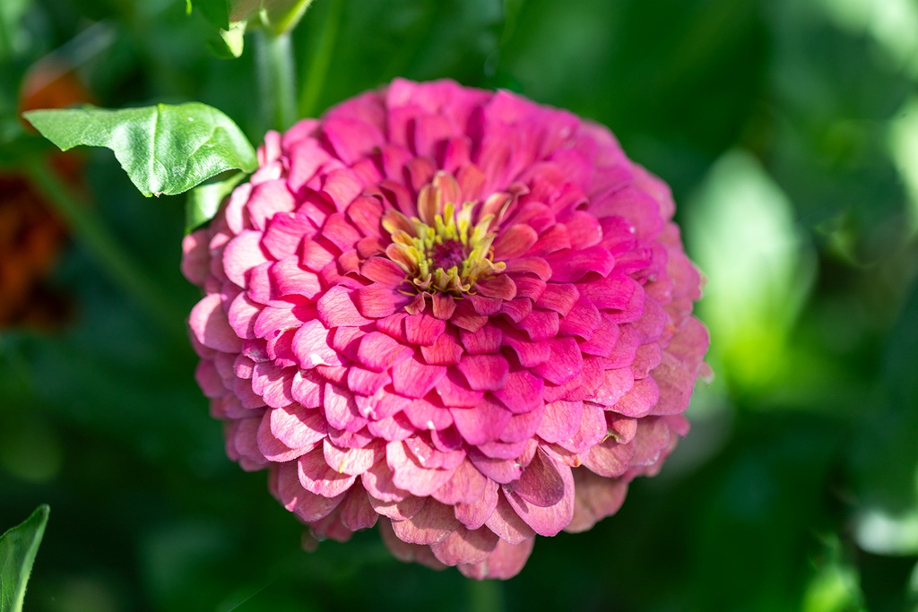 Zinnia, Simple mélange Sélection Z (plante annuelle)