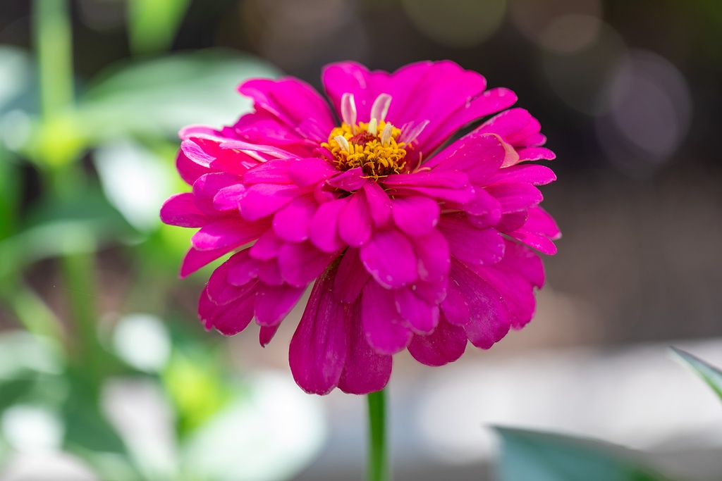 Zinnia, Simple mélange Sélection Z (plante annuelle)