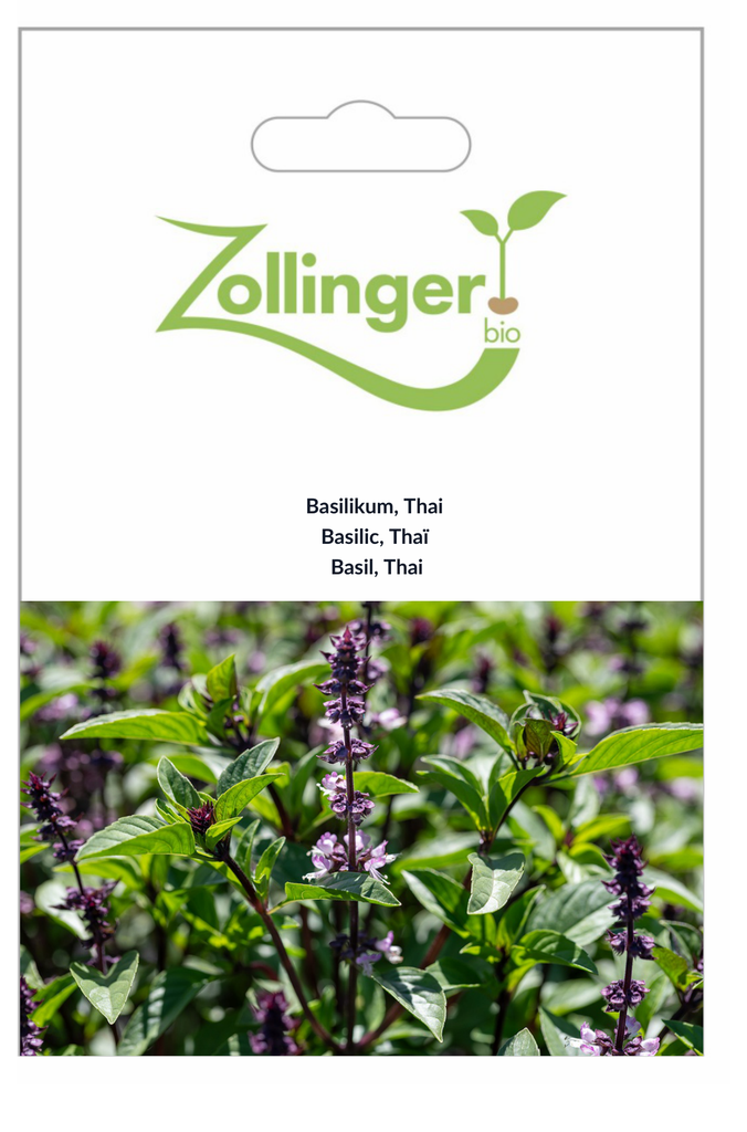 Sachet recto Basilic, Thaï