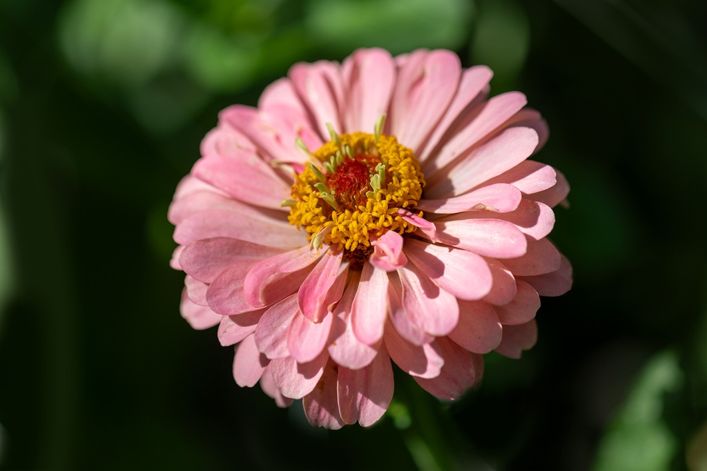 Zinnia, Simple mélange Sélection Z (plante annuelle)