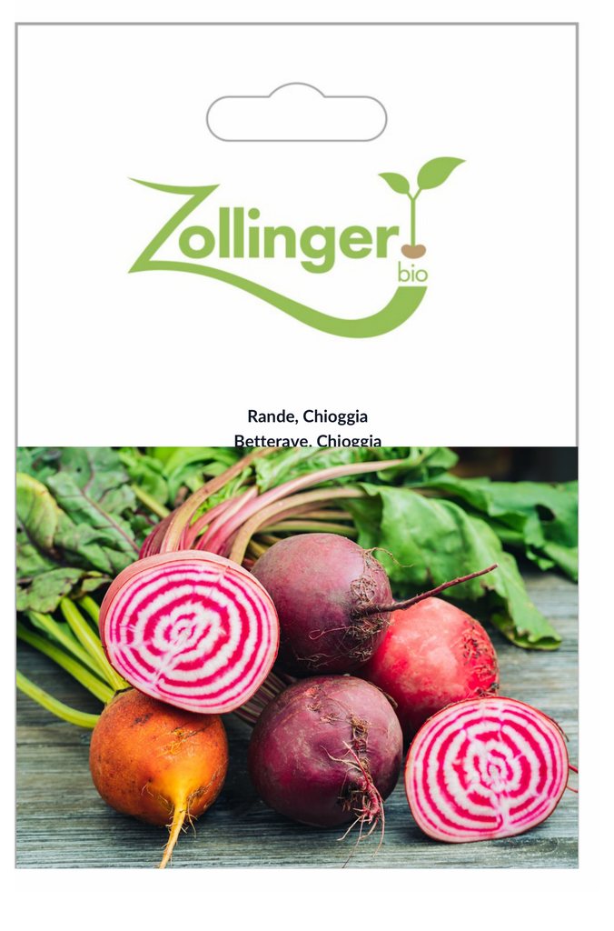 Sachet recto Betterave, Chioggia