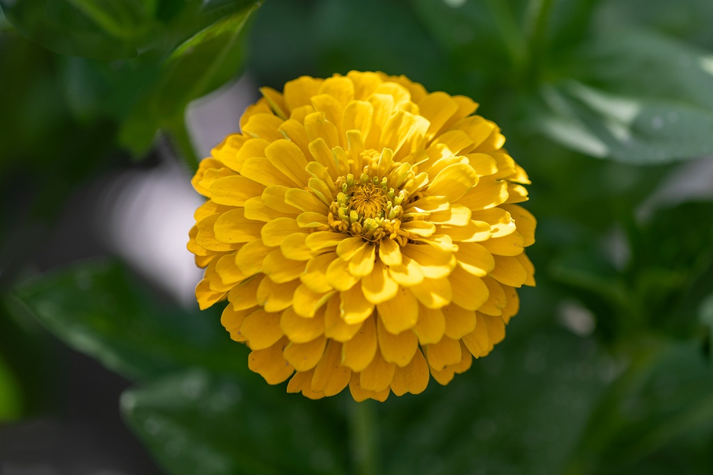 Zinnia, Simple mélange Sélection Z (plante annuelle)