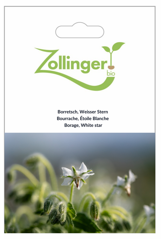 Sachet recto Bourrache, Étoile Blanche