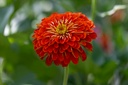 Zinnia, Simple mélange Sélection Z (plante annuelle)