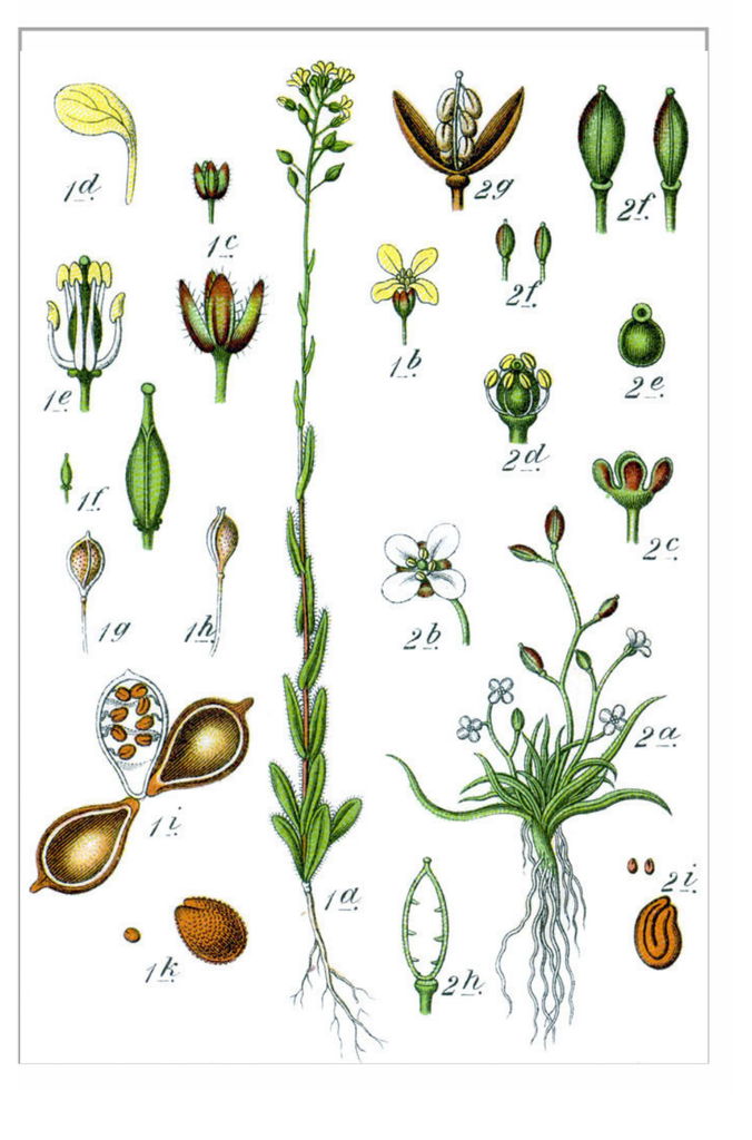 Sachet recto Caméline