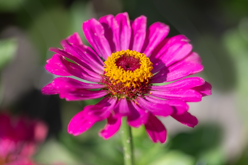 Zinnia, Simple mélange Sélection Z (plante annuelle)