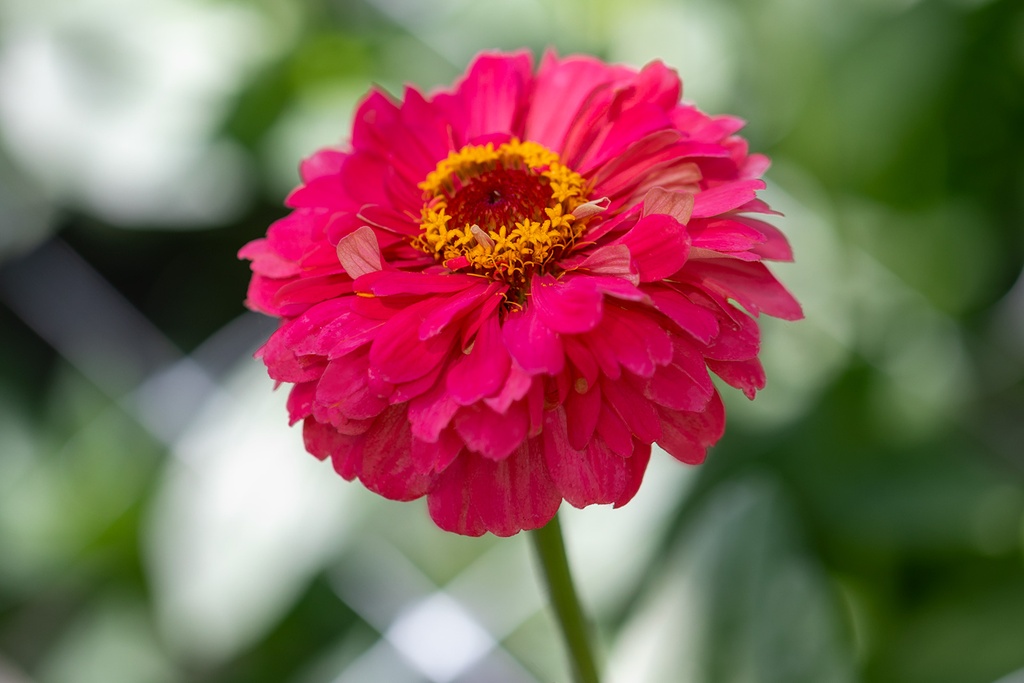 Zinnia, Simple mélange Sélection Z (plante annuelle)