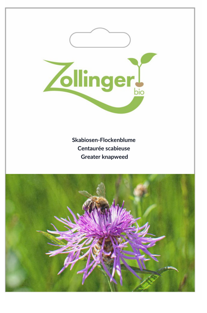 Sachet recto Centaurée scabieuse