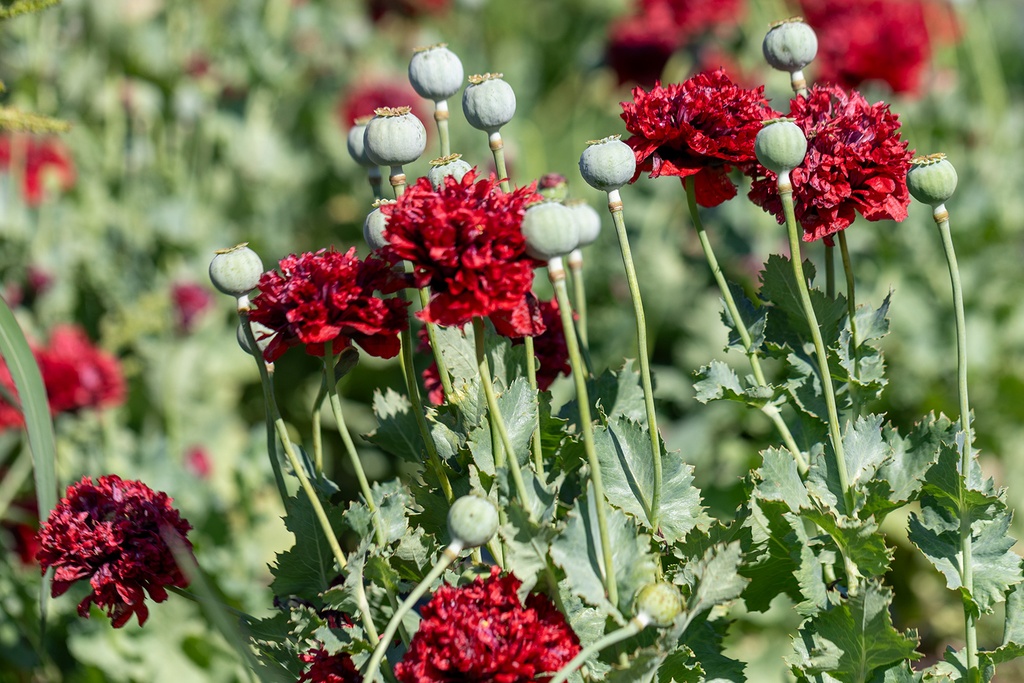 Pavot, Black Paeony (plante annuelle)