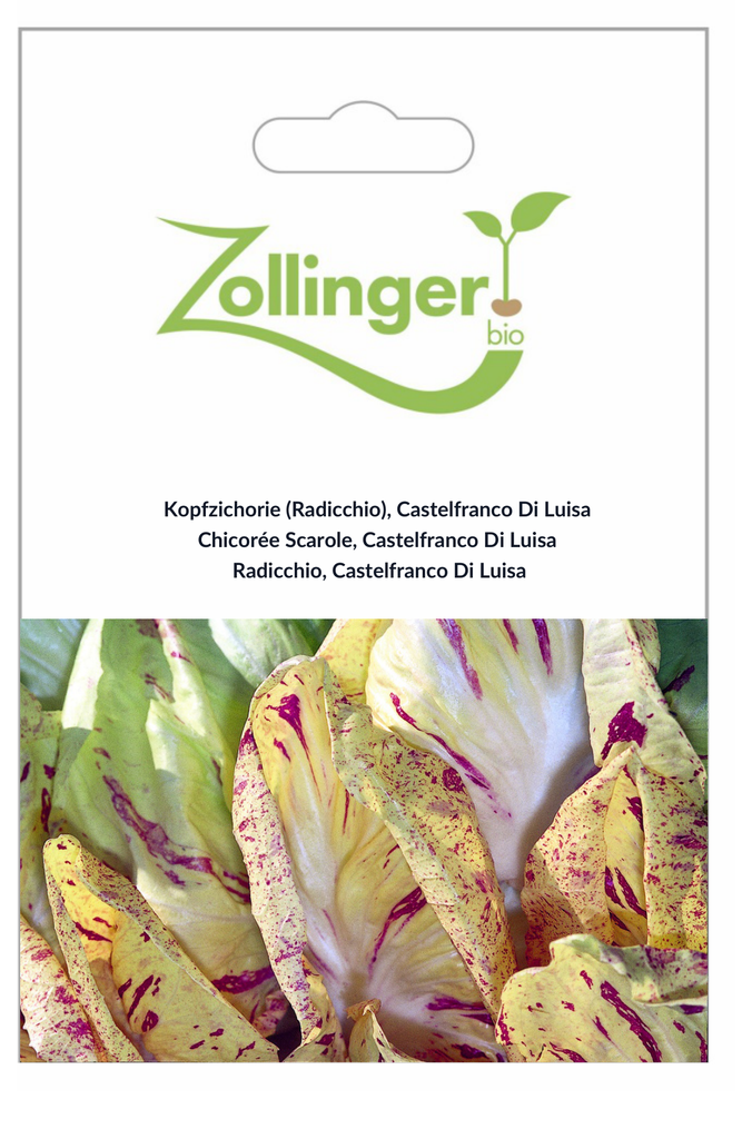 Sachet recto Chicorée Scarole, Castelfranco Di Luisa