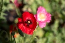 Coquelicot,  Pure soie (plante annuelle)