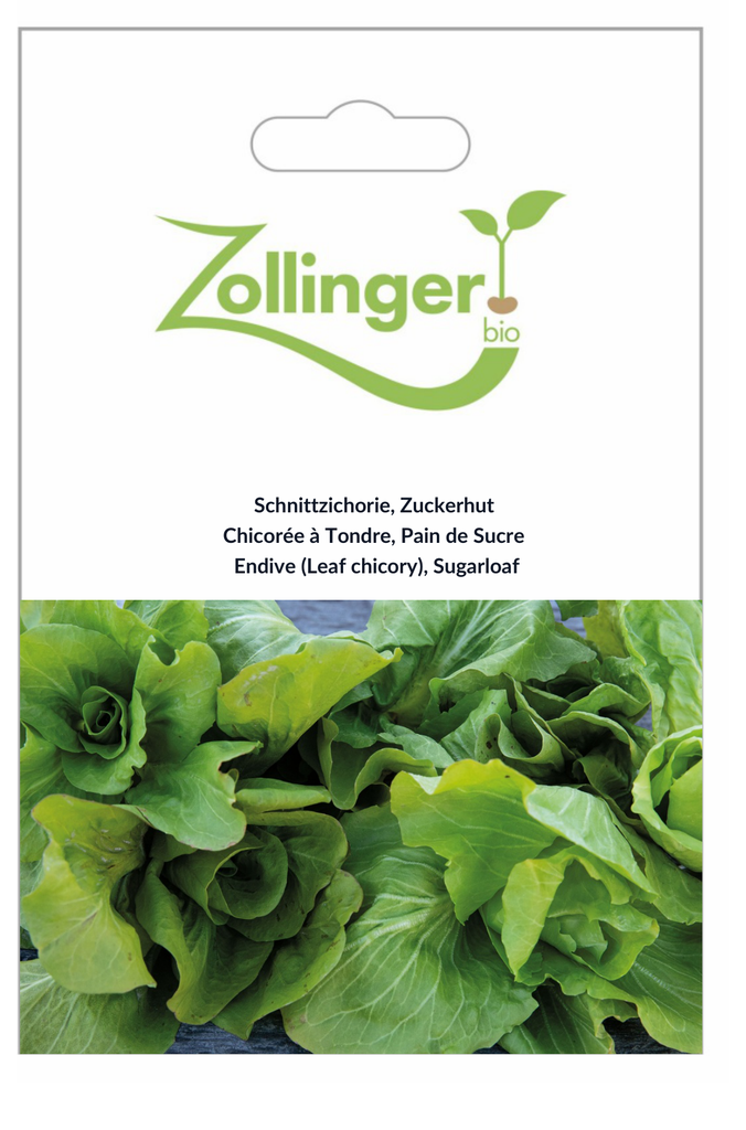 Sachet recto Chicorée à Tondre, Pain de Sucre