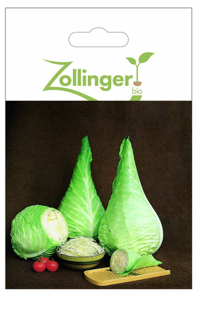 Sachet recto Chou Blanc, Filderkraut