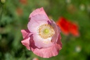 Coquelicot,  Pure soie (plante annuelle)