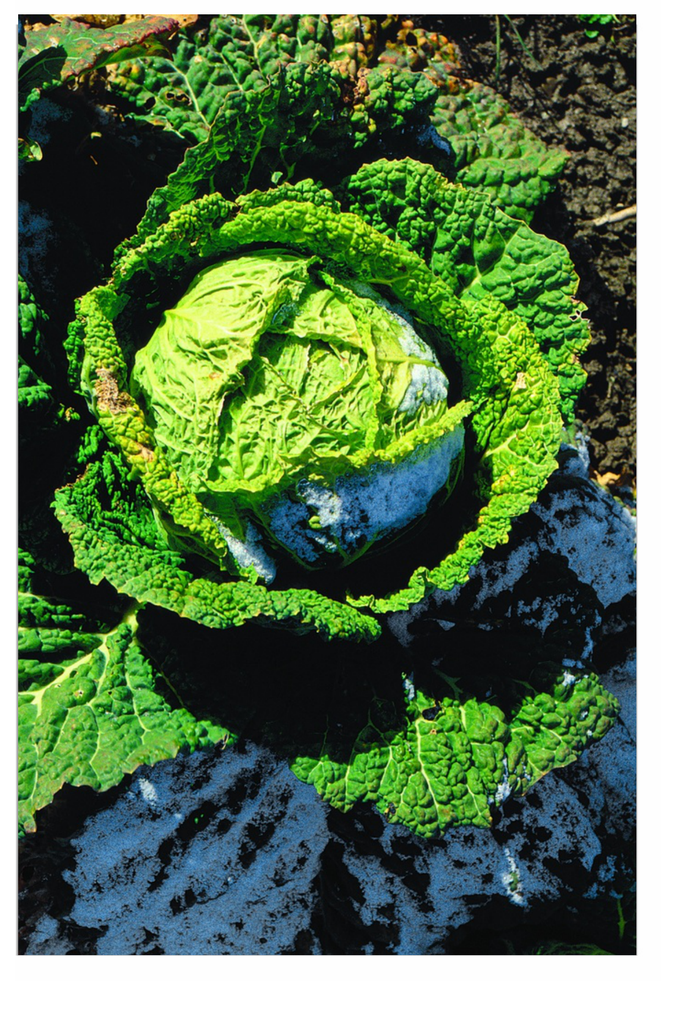 Sachet recto Chou Frisé, Paradiesler Sélection Z