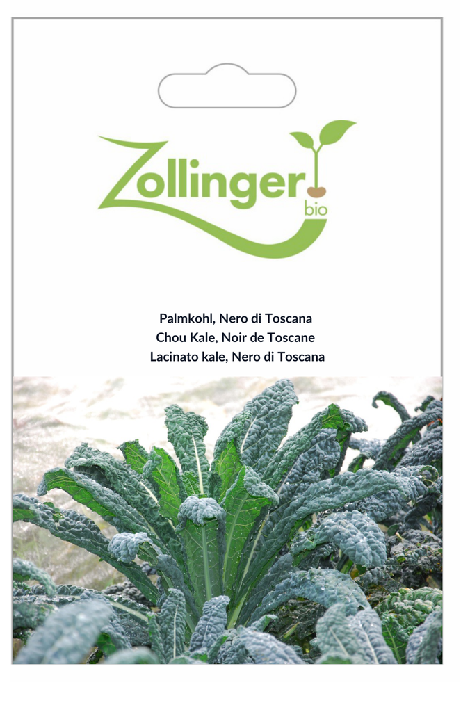 Sachet recto Chou Kale, Noir de Toscane