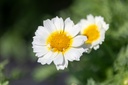 Chrysanthème comestible, Couronne d'or (annuelle)