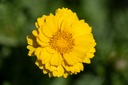 Chrysanthème comestible, Couronne d'or (annuelle)