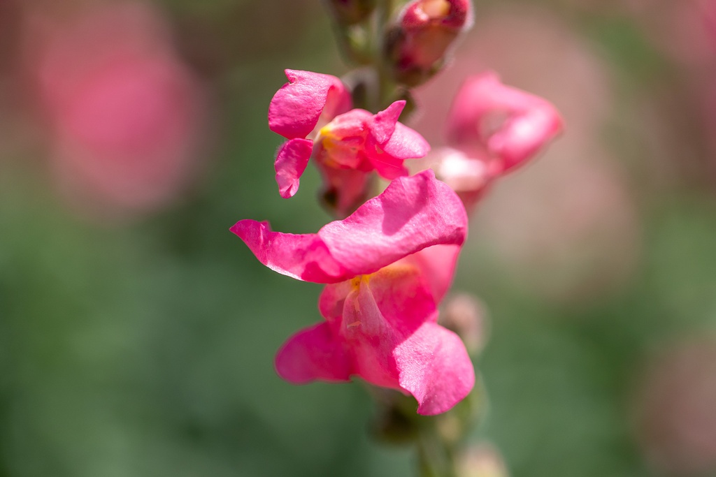 Muflier (Gueule de loup), Mélange (Plante annuelle ou bisannuelle)