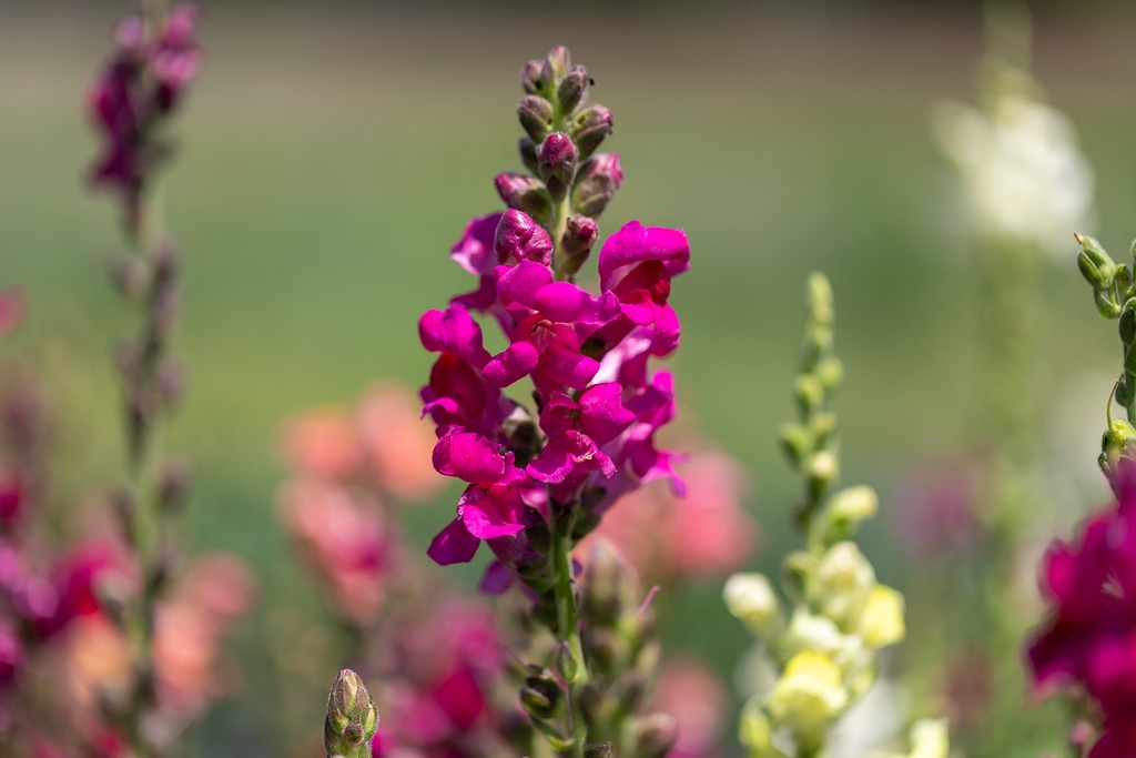 Muflier (Gueule de loup), Mélange (Plante annuelle ou bisannuelle)