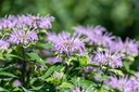 Monarde fistuleuse (Bergamote) (Vivace)