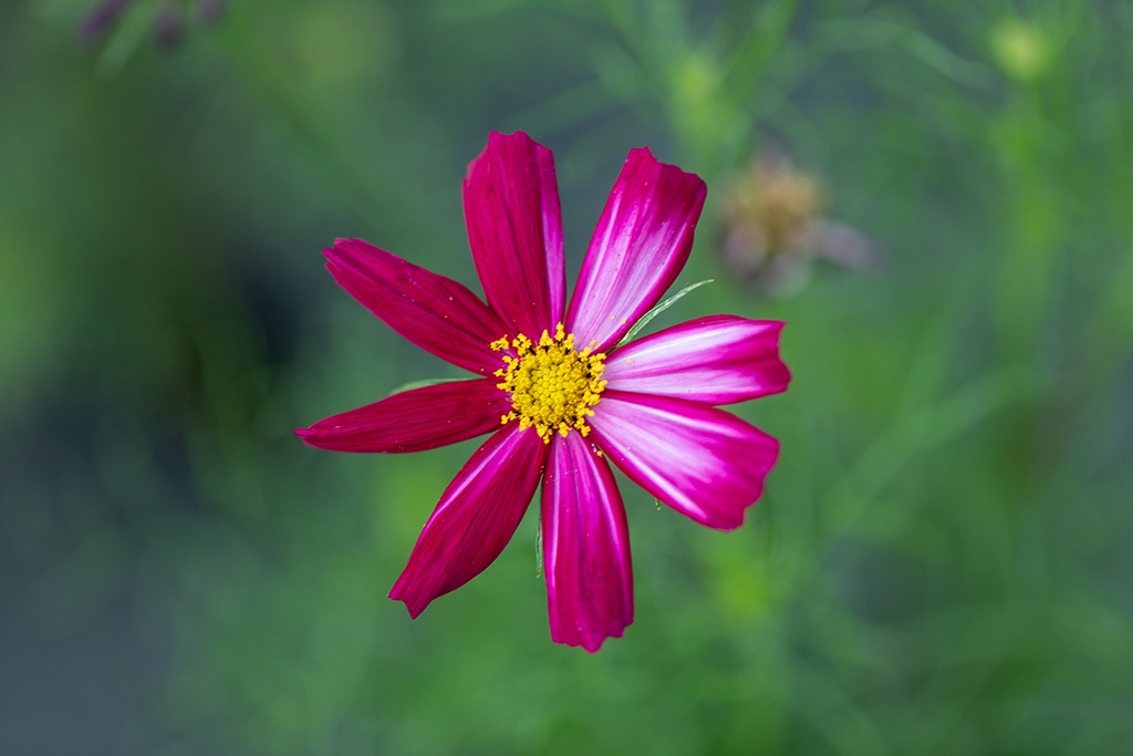 Cosmos bipenné Pastel, Mélange (plante annuelle)