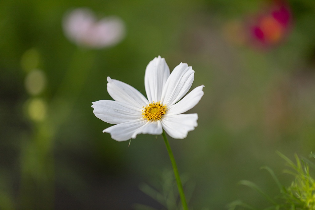 Cosmos bipenné Pastel, Mélange (plante annuelle)