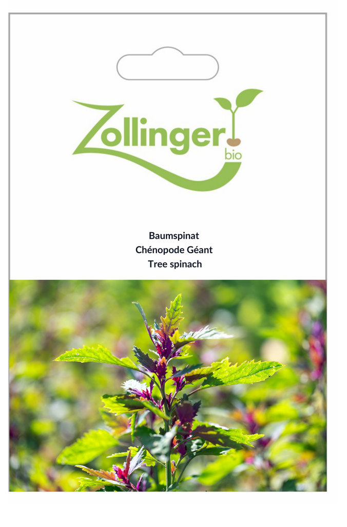 Sachet recto Chénopode Géant