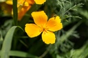 Pavot de Californie, Orange (plante annuelle)