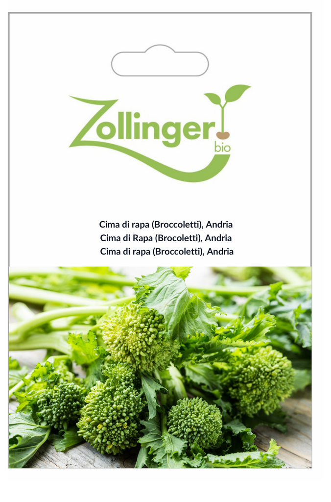 Sachet recto Cima di Rapa (Brocoletti), Andria