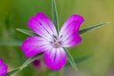 Nielle des blés (plante annuelle hivernante)