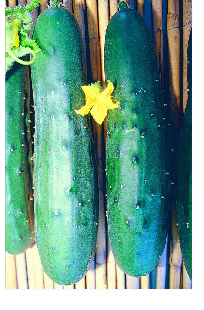 Sachet recto Concombre, Nostrano