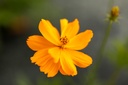 Cosmos sulphureus, Orange (plante annuelle)