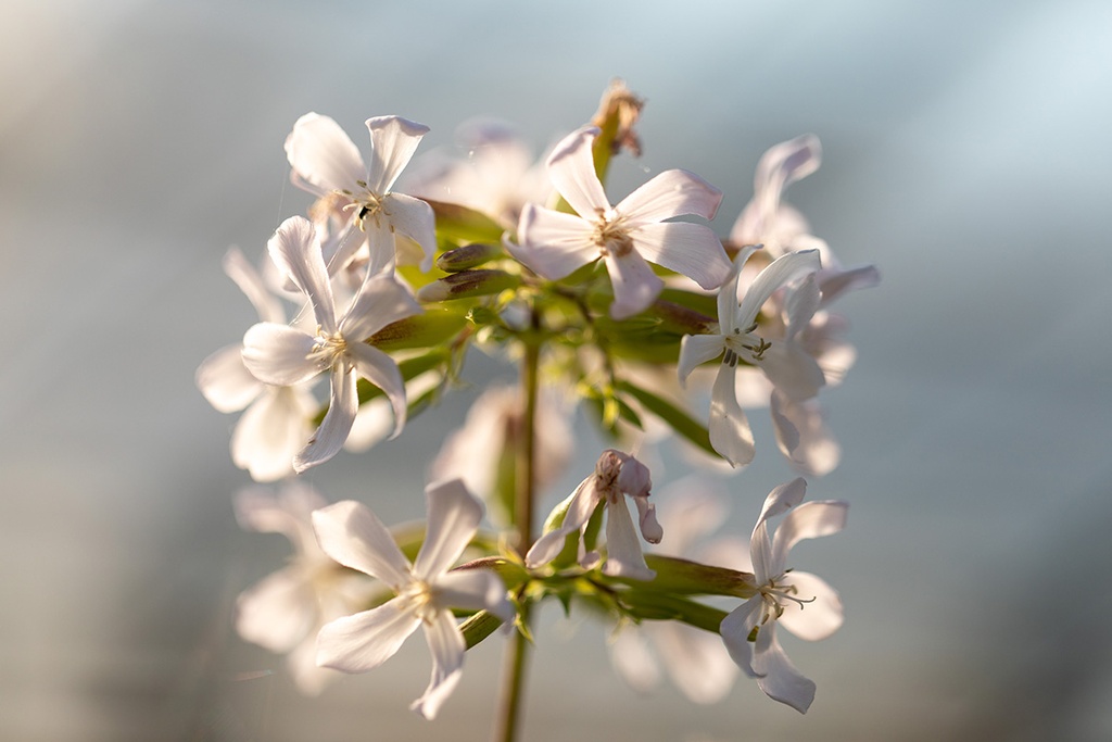 Saponaire officinale, Blanche