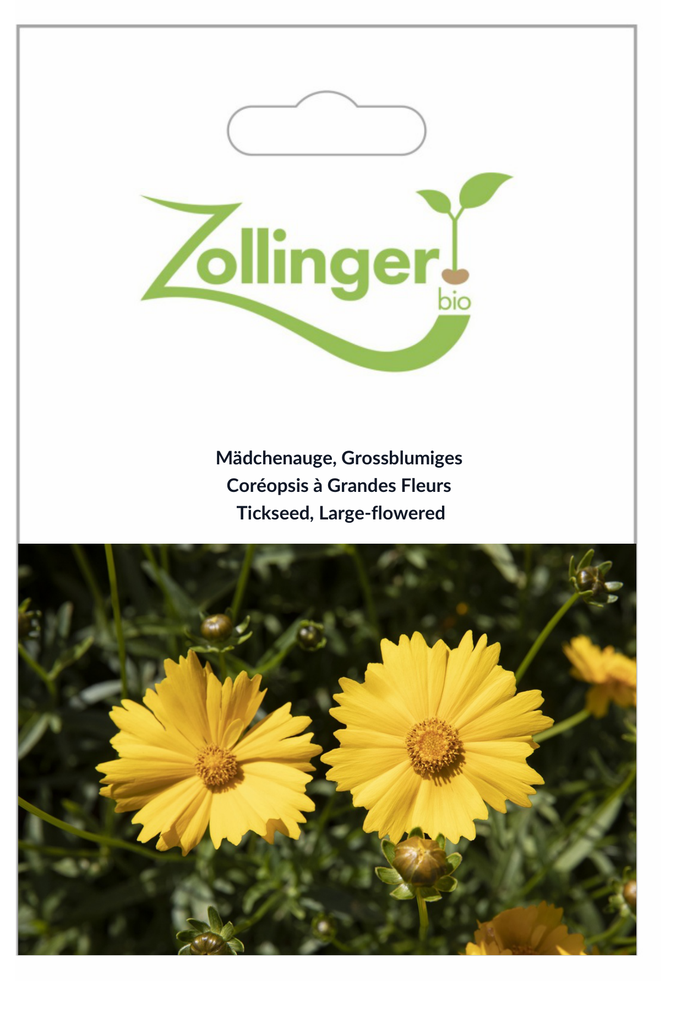 Sachet recto Coréopsis à Grandes Fleurs