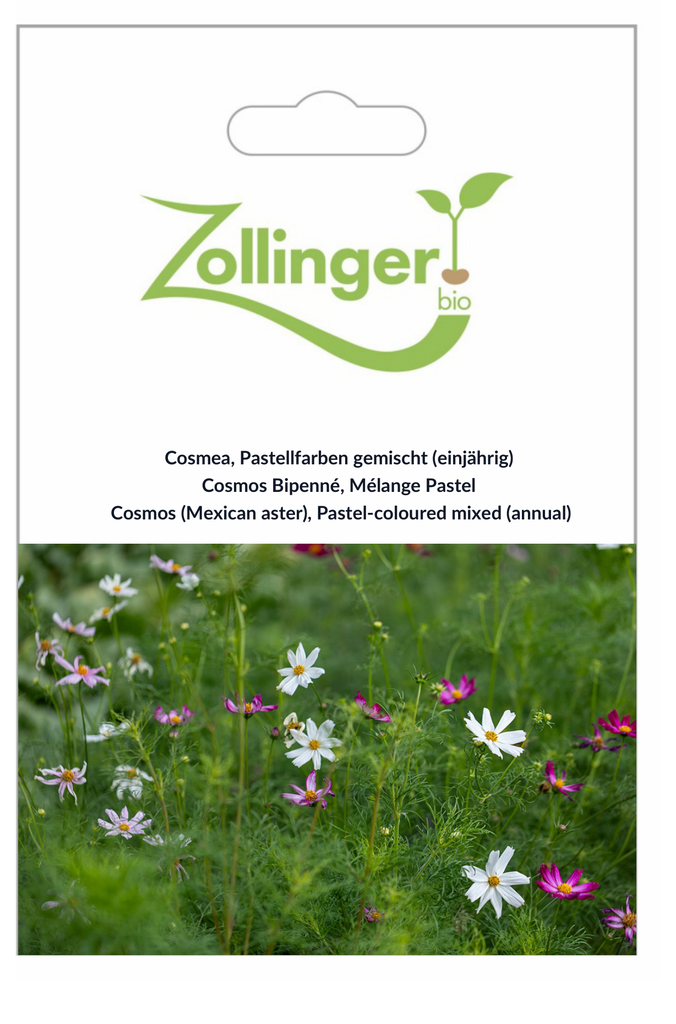 Sachet recto Cosmos Bipenné, Mélange Pastel