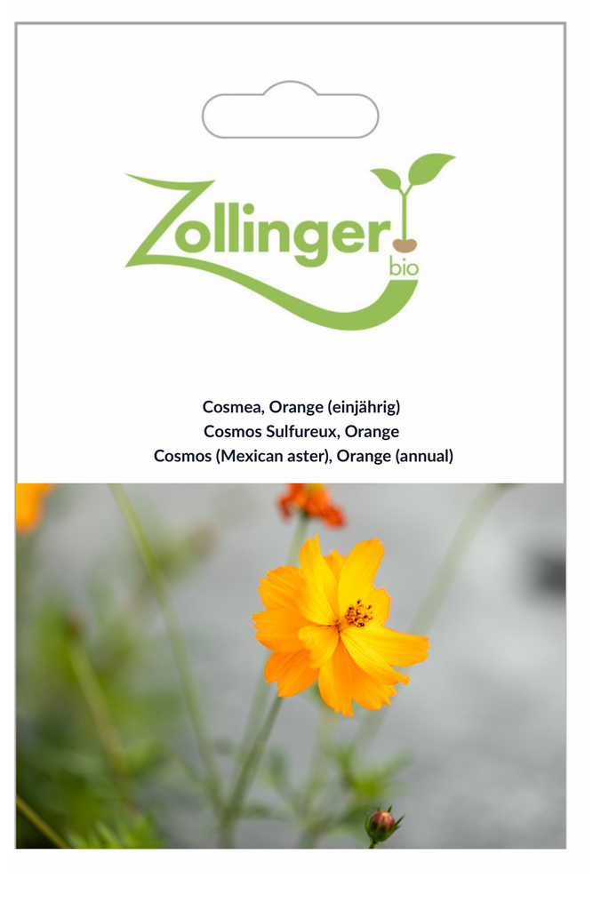 Sachet recto Cosmos Sulfureux, Orange